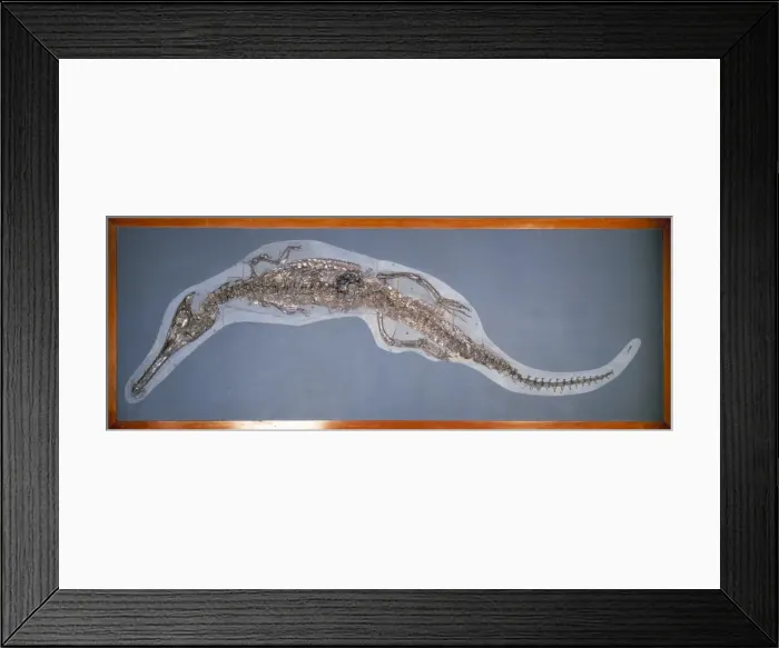 Framed Print : Steneosaurus bollensis Framed Print : Steneosaurus bollensis