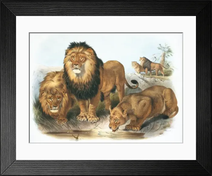 Framed Print : Panthera leo, lion Framed Print : Panthera leo, lion