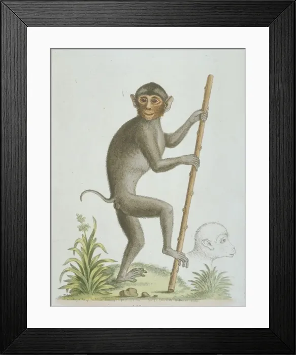 Framed Print : Simias sp. pig-tailed monkey from Sumatra Framed Print : Simias sp. pig-tailed monkey from Sumatra