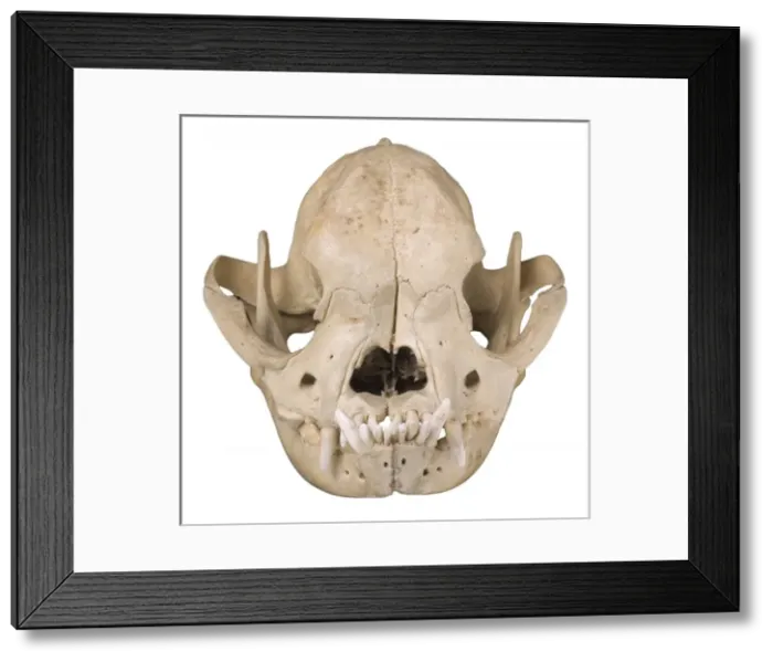 Framed Print : Bulldog cranium 1906 Framed Print : Bulldog cranium 1906