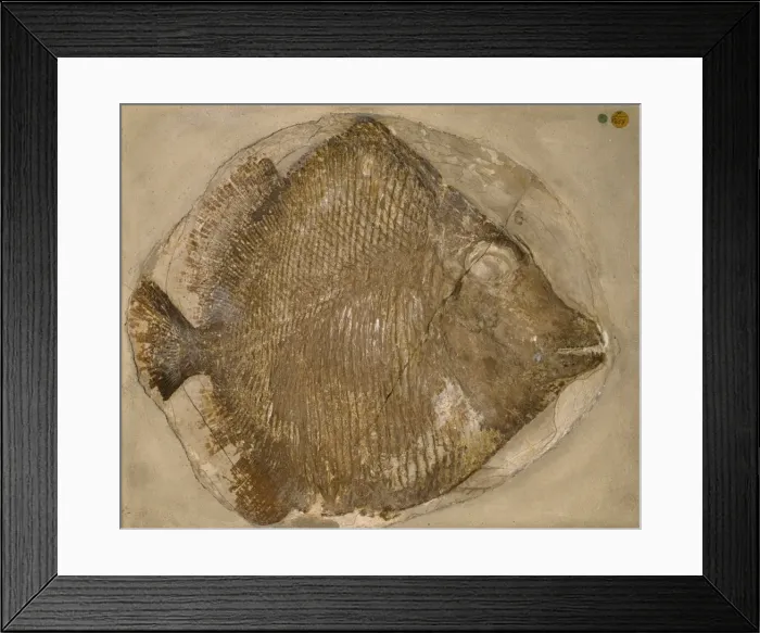 Framed Print : Fossilised Mesturus verrucosus Framed Print : Fossilised Mesturus verrucosus