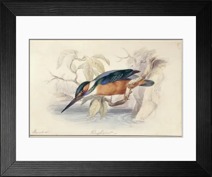 Framed Print : Alcedo atthis, common kingfisher Framed Print : Alcedo atthis, common kingfisher