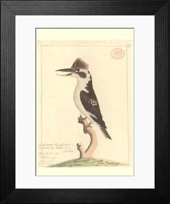 Framed Print : Dacela novaeguineae, laughing kookaburra Framed Print : Dacela novaeguineae, laughing kookaburra