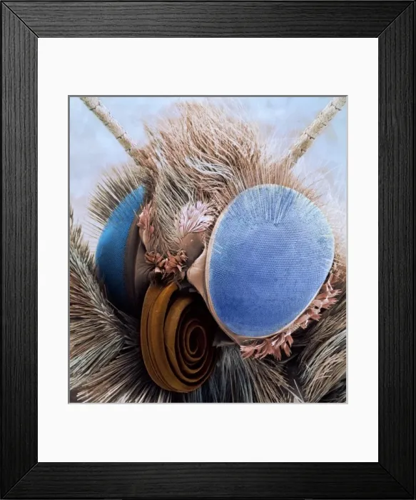 Framed Print : Aglais urticae, small tortoiseshell butterfly Framed Print : Aglais urticae, small tortoiseshell butterfly