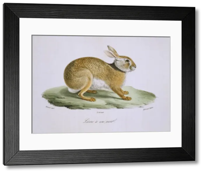 Framed Print : Lepus europaeus, European brown hare Framed Print : Lepus europaeus, European brown hare