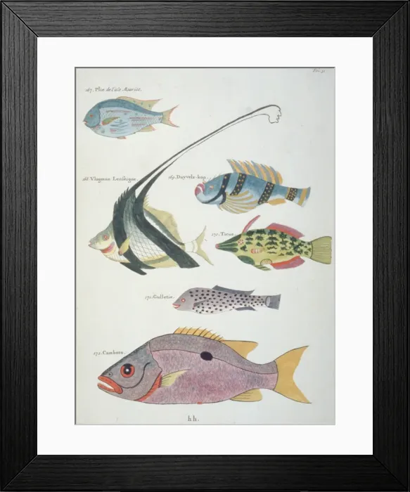 Framed Print : Colourful illustration of six fish Framed Print : Colourful illustration of six fish