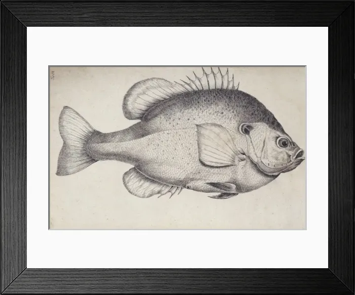 Framed Print : Lepomis microlophus, redear sunfish Framed Print : Lepomis microlophus, redear sunfish