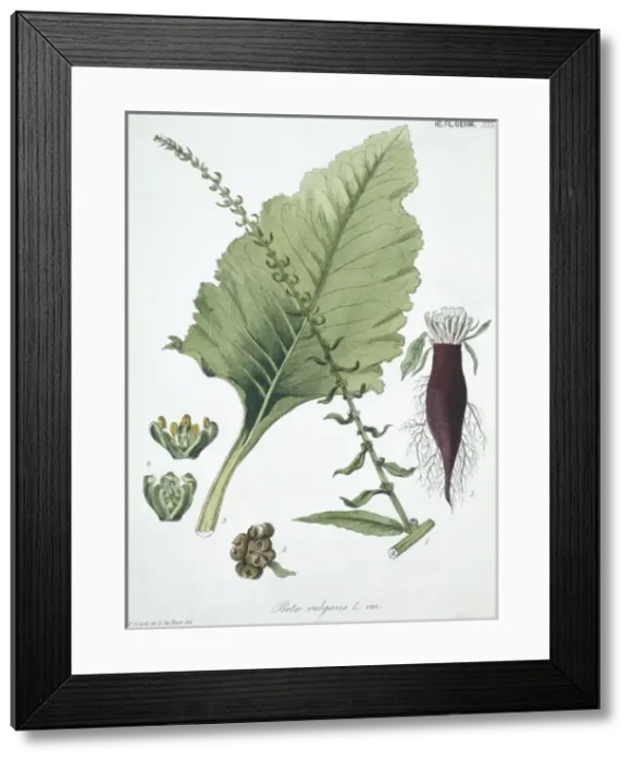 Framed Print : Beta vulgaris, common beet Framed Print : Beta vulgaris, common beet