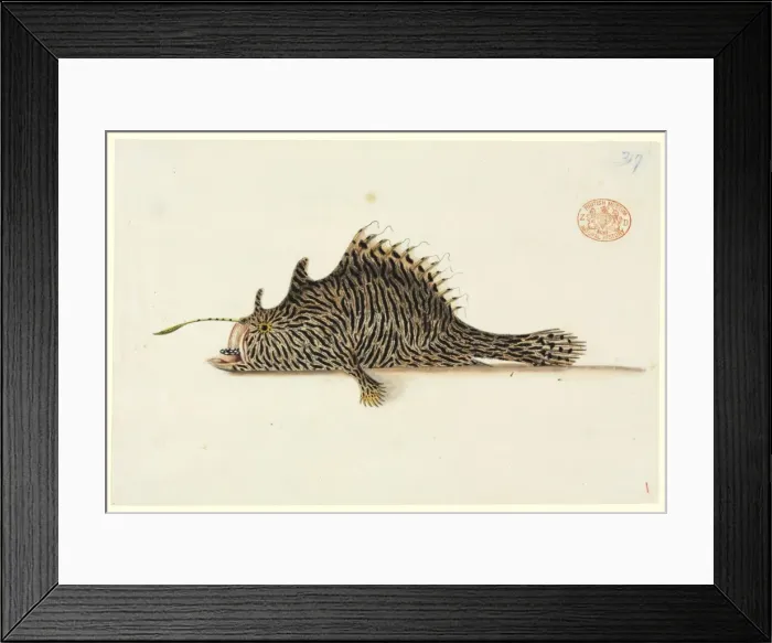 Framed Print : Antennarius striatus, striped anglerfish Framed Print : Antennarius striatus, striped anglerfish