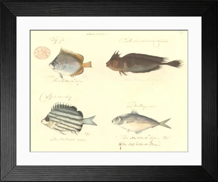 Framed Print : Chaetodon sp. Cristiceps aurantiacus, Microcanthus joyceae Framed Print : Chaetodon sp. Cristiceps aurantiacus, Microcanthus joyceae