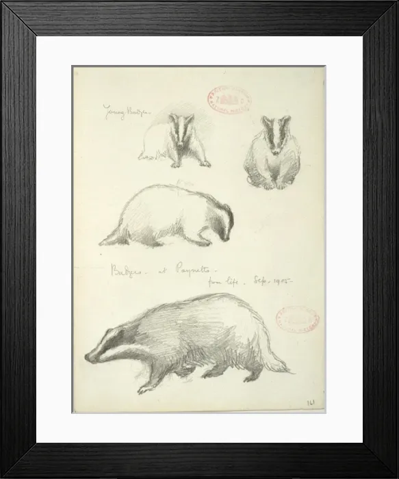 Framed Print : Meles meles, Eurasian badger Framed Print : Meles meles, Eurasian badger