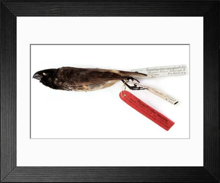 Framed Print : bird. A specimen collected by Dr A. Habel, labelled Camarhynchus variegatus Framed Print : bird. A specimen collected by Dr A. Habel, labelled Camarhynchus variegatus