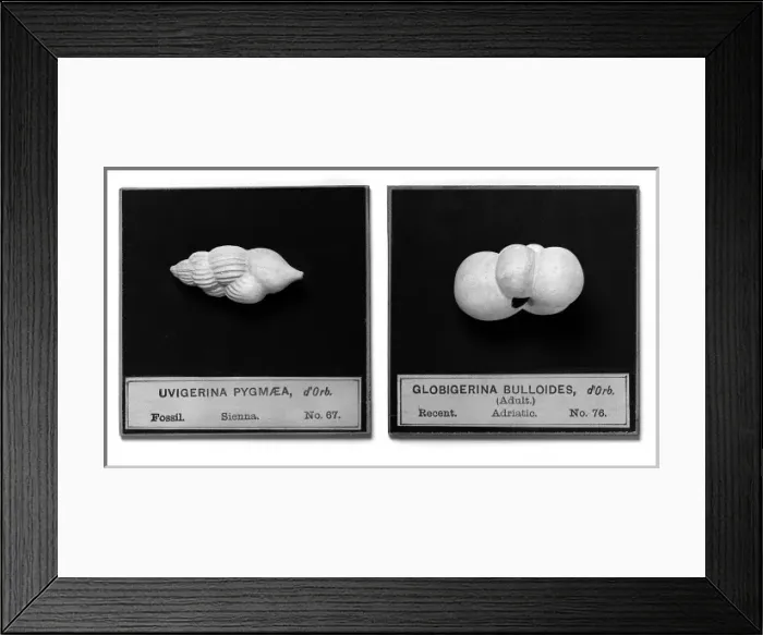 Framed Print : Foraminifera models Framed Print : Foraminifera models