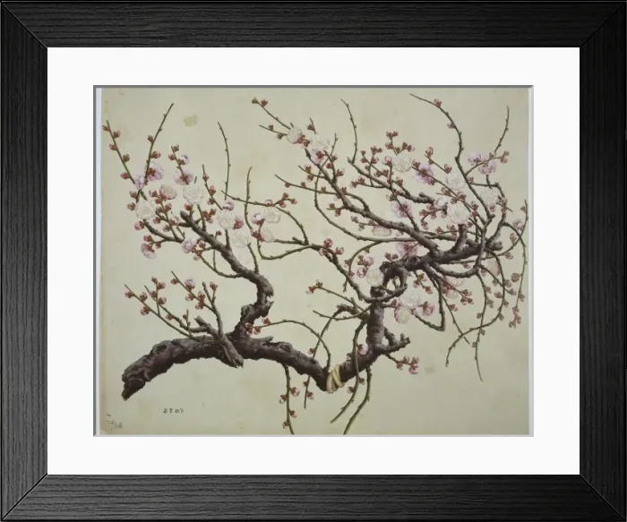 Framed Print : Plant Illustration Framed Print : Plant Illustration