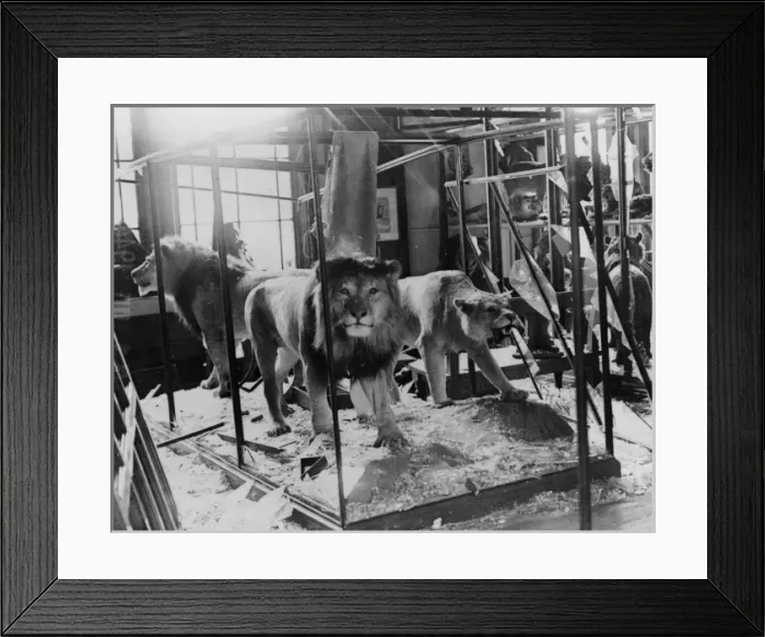 Framed Print : Lions in debris, 1944. The Natural History Museum, London Framed Print : Lions in debris, 1944. The Natural History Museum, London