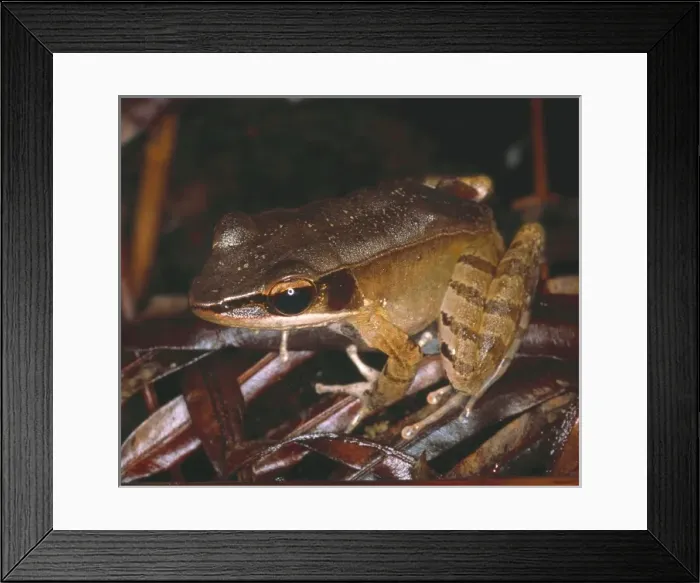 Framed Print : frog. One of the 140 frog species known from the island of Sri Lanka Framed Print : frog. One of the 140 frog species known from the island of Sri Lanka