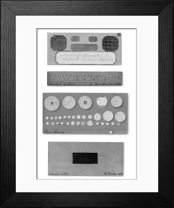 Framed Print : Foraminifera Framed Print : Foraminifera