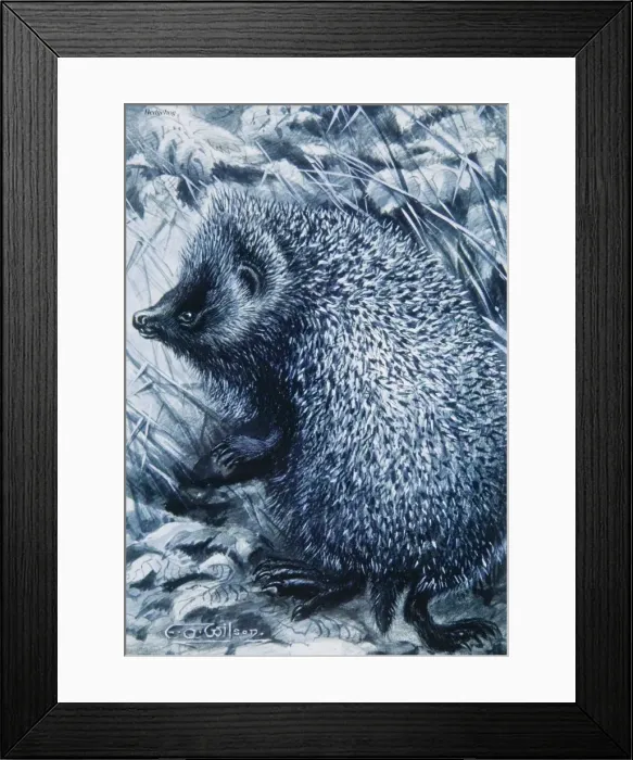 Framed Print : Erinaceus europaeus, western European hedgehog Framed Print : Erinaceus europaeus, western European hedgehog