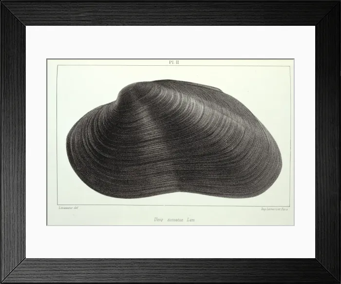 Framed Print : Mollusc. Plate 2 by J Drouet from his Etudes sur les naiades de la France, Vol. 2, 1857 Framed Print : Mollusc. Plate 2 by J Drouet from his Etudes sur les naiades de la France, Vol. 2, 1857