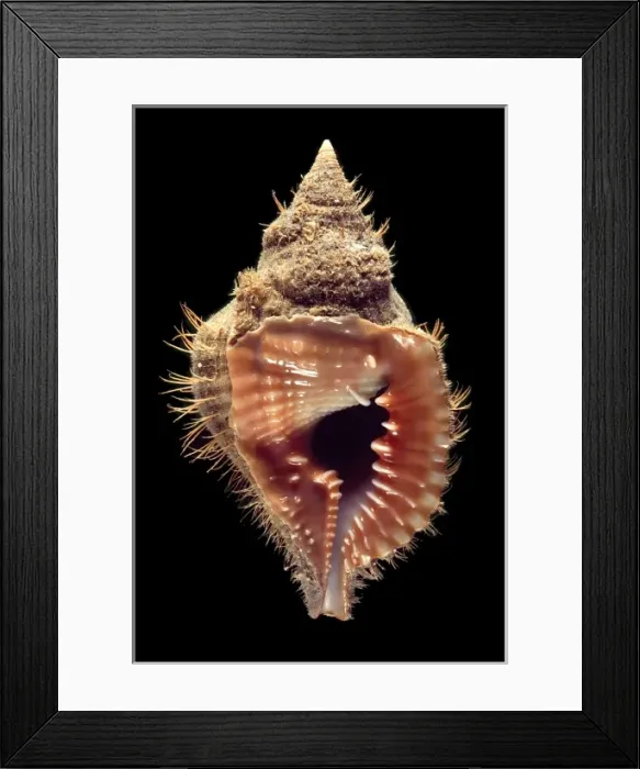 Framed Print : Shell. Specimen shell held at the Natural History Museum, London Framed Print : Shell. Specimen shell held at the Natural History Museum, London