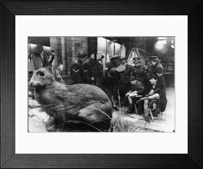 Framed Print : Boys sketching rabbit, 1949. The Natural History Museum, Lo Framed Print : Boys sketching rabbit, 1949. The Natural History Museum, Lo