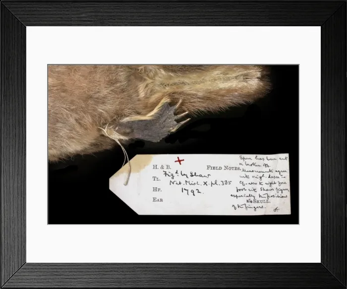 Framed Print : Ornithorhynchus anatinus, duck-billed platypus Framed Print : Ornithorhynchus anatinus, duck-billed platypus