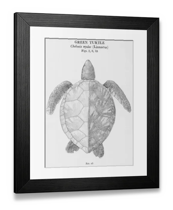 Framed Print : Green Turtle Framed Print : Green Turtle