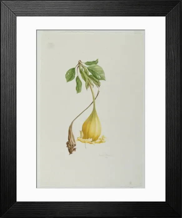 Framed Print : Solandra sp. cup of gold Framed Print : Solandra sp. cup of gold