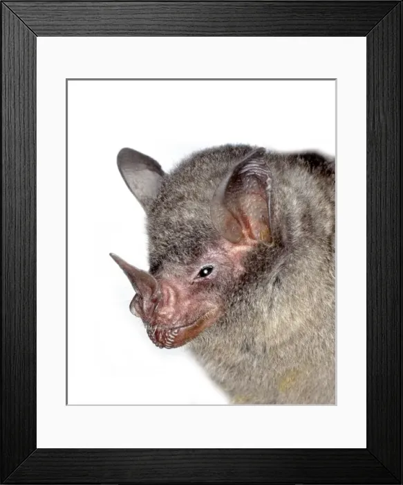 Framed Print : Carollia brevicauda, silky short-tailed bat Framed Print : Carollia brevicauda, silky short-tailed bat