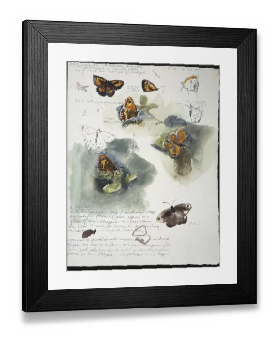 Framed Print : 20th Century Art: Wildlife sketch no. 30, by David Measures Framed Print : 20th Century Art: Wildlife sketch no. 30, by David Measures