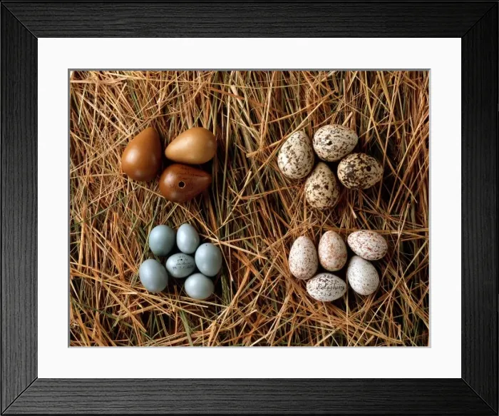 Framed Print : A collection of eggs from western Asia Framed Print : A collection of eggs from western Asia