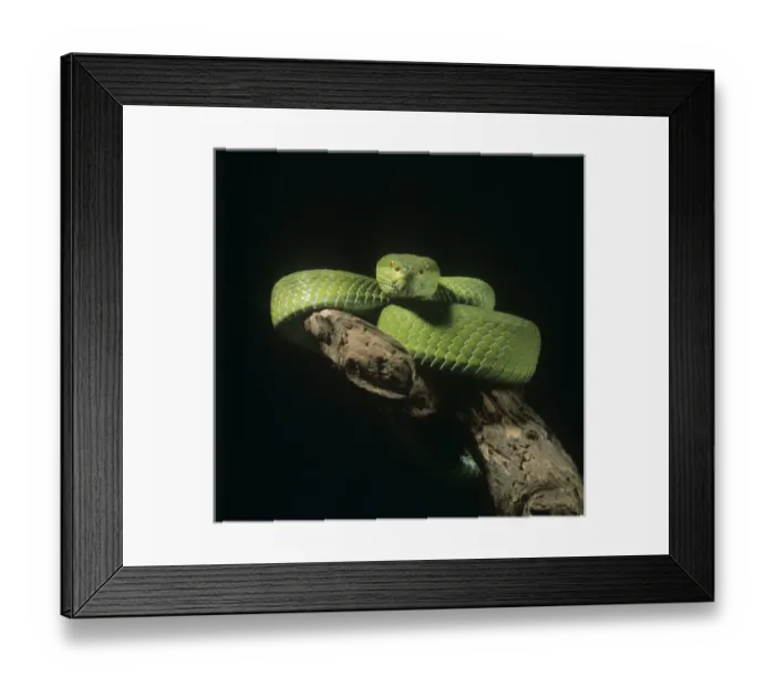 Framed Print : Cynocephala hardyi Endrodi, scarab beetle Framed Print : Cynocephala hardyi Endrodi, scarab beetle