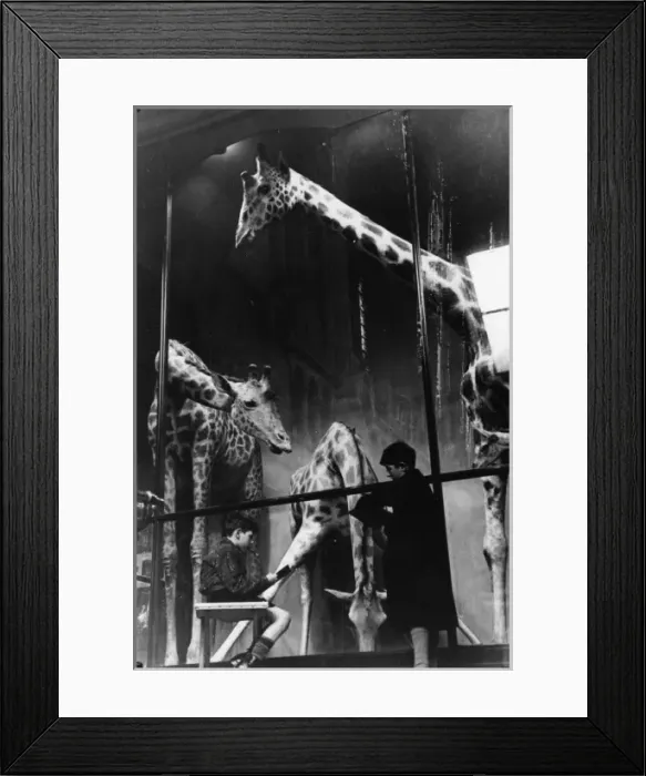 Framed Print : Boys sketching giraffes, 1949. The Natural History Museum Framed Print : Boys sketching giraffes, 1949. The Natural History Museum