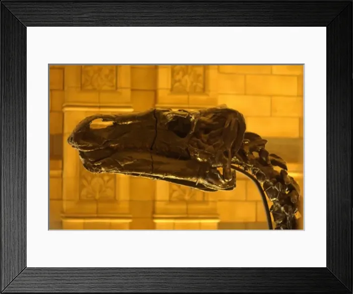 Framed Print : Iguanodon. The cranium of the herbivorous, bipedal dinosaur, Iguanodon Framed Print : Iguanodon. The cranium of the herbivorous, bipedal dinosaur, Iguanodon