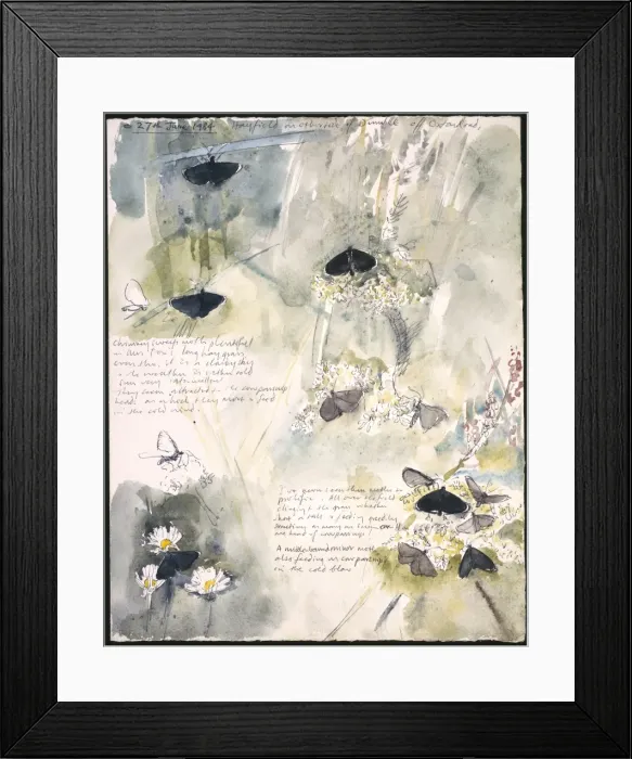 Framed Print : 20th Century Art: Wildlife sketch no. 27, by David Measures Framed Print : 20th Century Art: Wildlife sketch no. 27, by David Measures