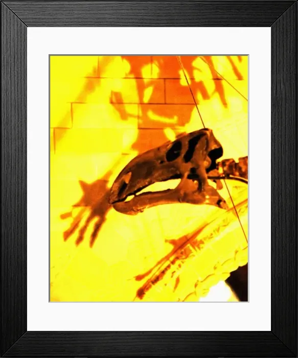 Framed Print : Iguanodon. The cranium of the herbivorous, bipedal dinosaur, Iguanodon Framed Print : Iguanodon. The cranium of the herbivorous, bipedal dinosaur, Iguanodon