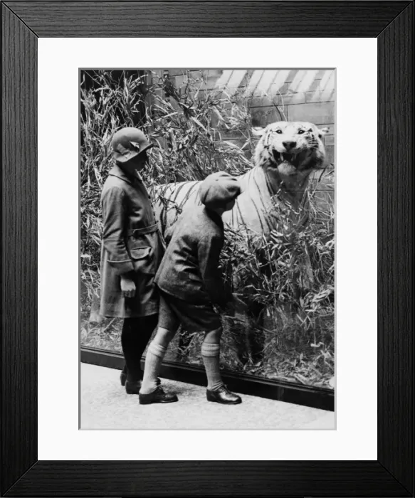 Framed Print : Children examining tiger, c. 1927. The Natural History Muse Framed Print : Children examining tiger, c. 1927. The Natural History Muse