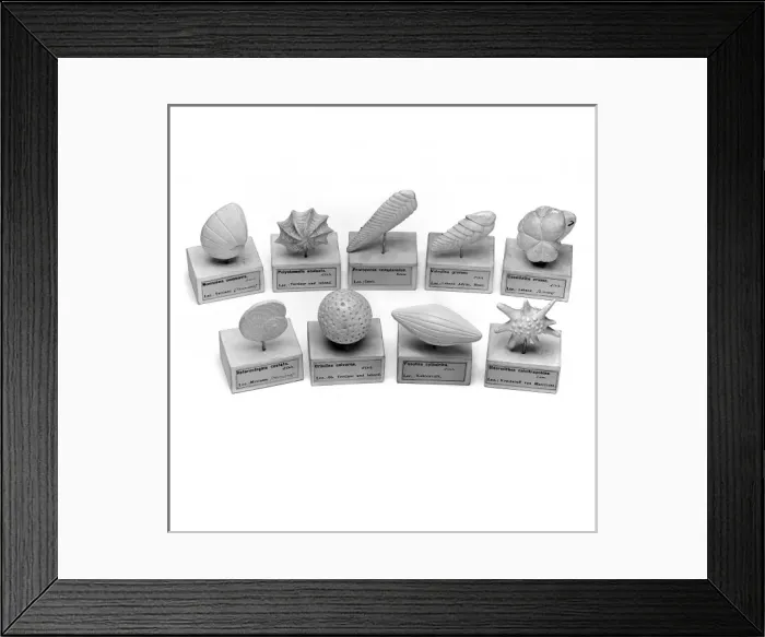 Framed Print : Foraminifera models Framed Print : Foraminifera models
