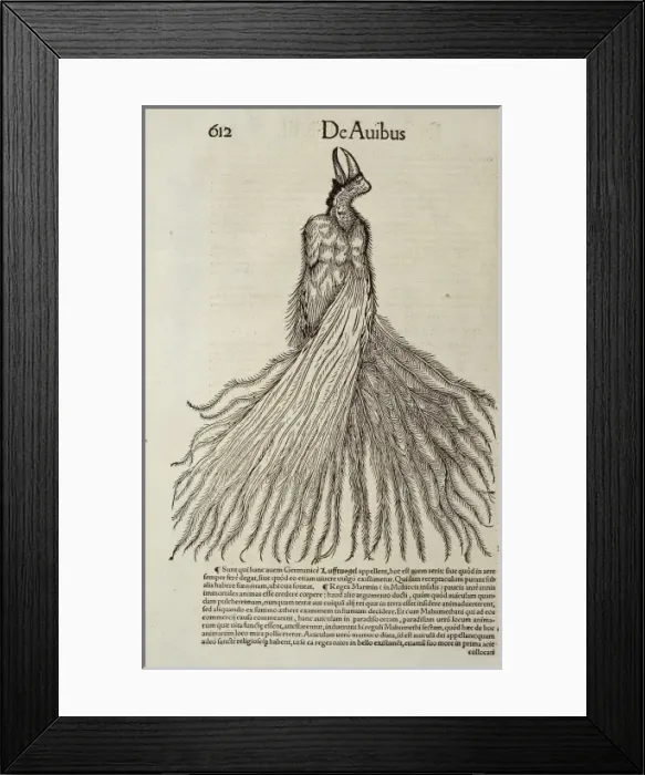 Framed Print : Bird-of-paradise Framed Print : Bird-of-paradise