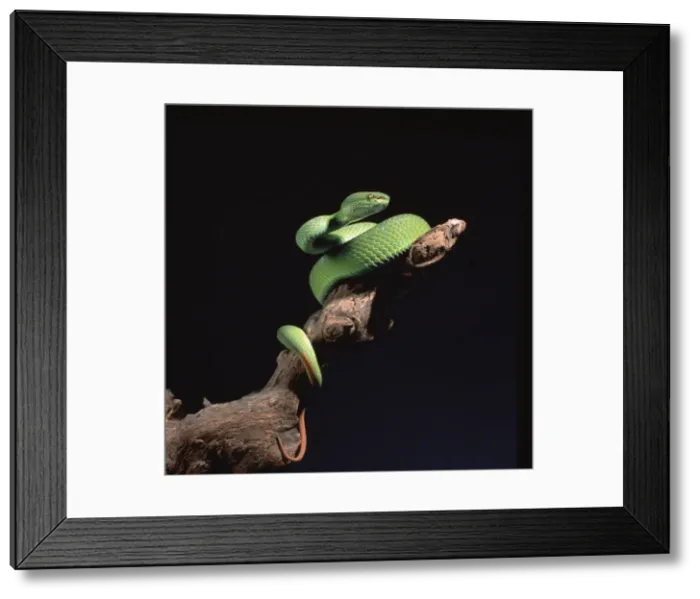 Framed Print : Trimeresurus albolabris, bamboo pit viper Framed Print : Trimeresurus albolabris, bamboo pit viper