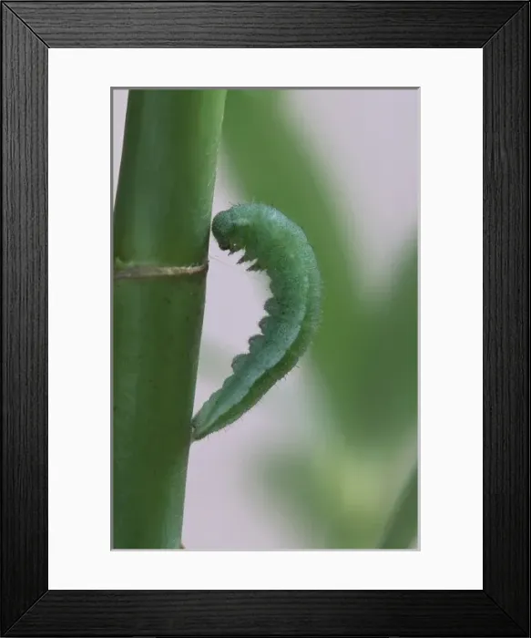 Framed Print : Picture No. 10717526 Framed Print : Picture No. 10717526