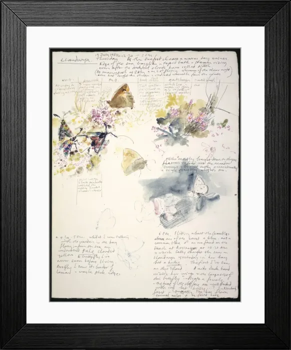 Framed Print : 20th Century Art: Wildlife sketch no. 32, by David Measures