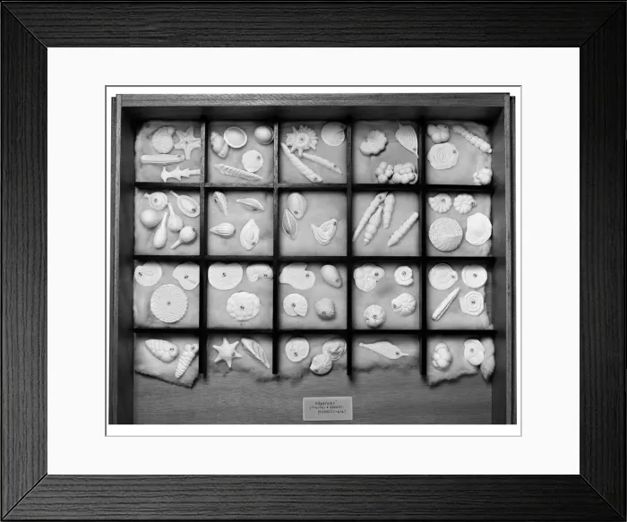 Framed Print : Foraminifera models Framed Print : Foraminifera models