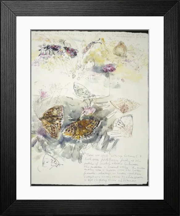 Framed Print : 20th Century Art: Wildlife sketch no. 35, by David Measures Framed Print : 20th Century Art: Wildlife sketch no. 35, by David Measures