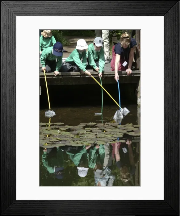 Framed Print : Pond-dipping activities Framed Print : Pond-dipping activities