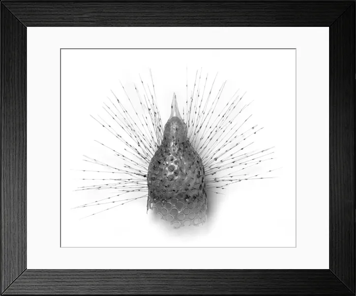Framed Print : Radiolarian model Framed Print : Radiolarian model