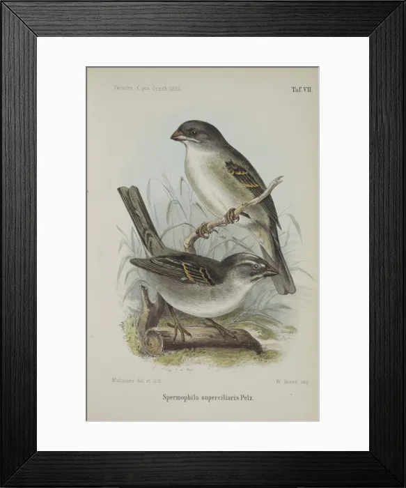 Framed Print : Spermophila supercilaris Framed Print : Spermophila supercilaris