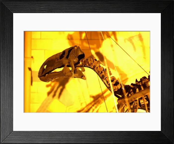 Framed Print : Iguanodon. The cranium of the herbivorous, bipedal dinosaur, Iguanodon Framed Print : Iguanodon. The cranium of the herbivorous, bipedal dinosaur, Iguanodon