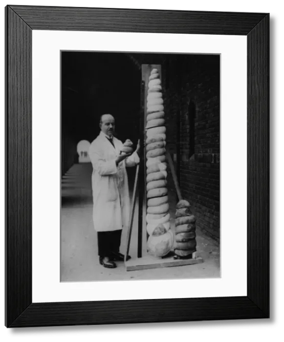 Framed Print : A Wealden mollusc, 1924 Framed Print : A Wealden mollusc, 1924