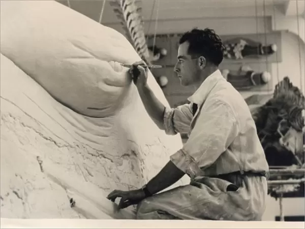 Stuart Stammwitz working on blue whale model, 1938, The Natu